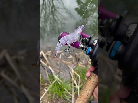 Awesome shrimp lure #fishing #saltwater #shrimps