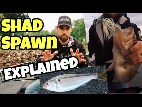 SHAD SPAWN EXPLAINED - Great Time to Catch Bass!