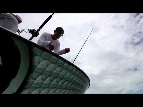 Yellowfin Tuna Chumming Live