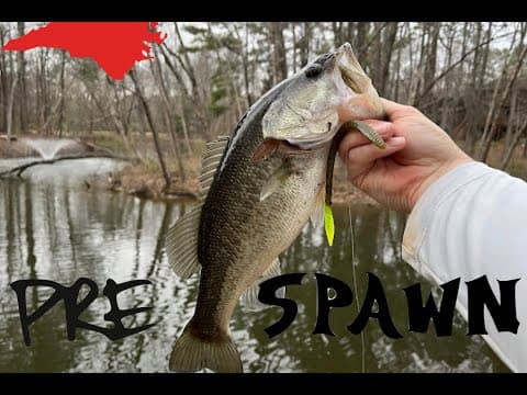 Fishing POND FULL of HUNGRY BASS North Carolina PRE-SPAWN