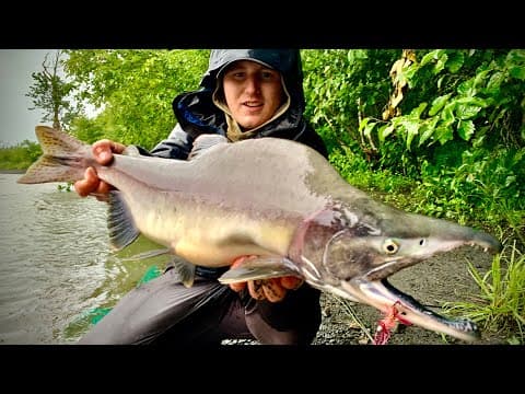 Pink Salmon in Seward, Ak