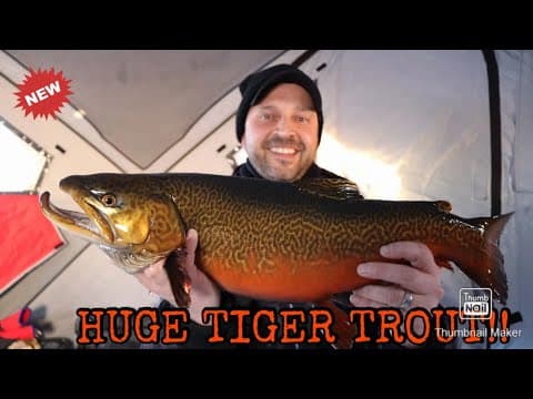 EARLY ICE aggressive Tiger Trout fishing.