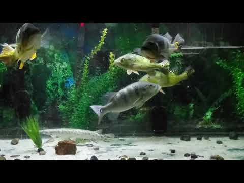 Insane Topwater Action peacock bass feeding