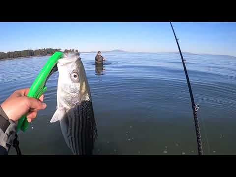 Best Striper Fishing in The Bay Area