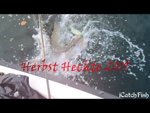 Herbsthechte Schweiz 2019 - #iCatchFish