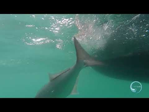 Nantucket Bluefish with Captain Experiences & Captain Hal