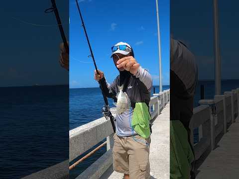 How to catch grouper from the Skyway Fishing Pier 🔥