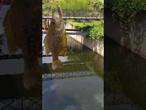 Yes, There Are Fish to Catch at Lock 3 in Akron