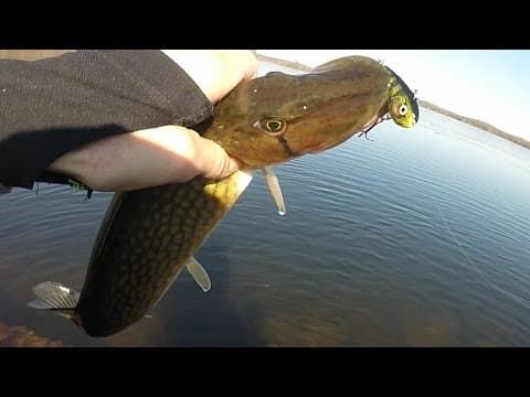 50ft of Open Water Winter Fishing with Salmo Chubby Darters catching pickerel