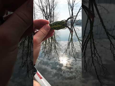 Catch MORE BASS With Topwater Frog Lures!