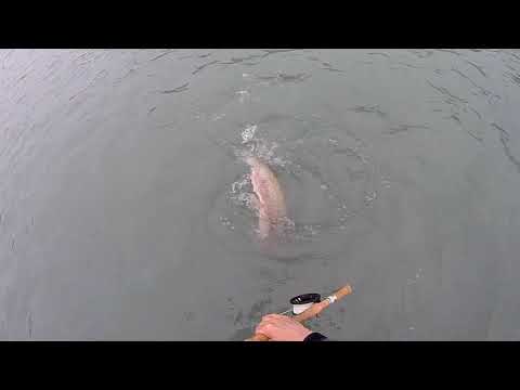 Kasilof River AK Rainbow