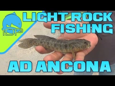 Light Rock Fishing ad Ancona