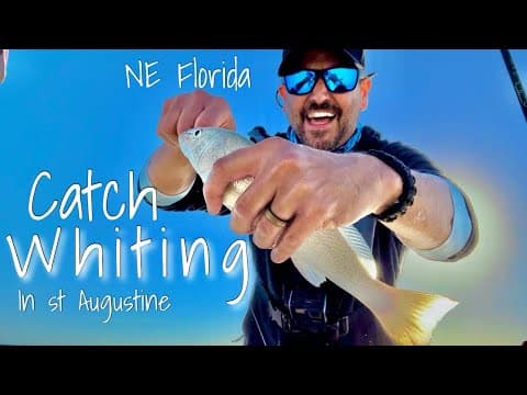 Bulls! How I target WHITING in St. Augustine Florida