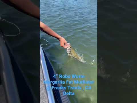 4” Robo Worm Margarita Fat Mutilator @ Franks Tracts , CA Delta #bassfishing