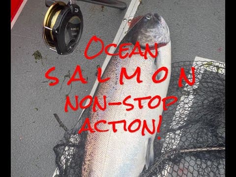 Ocean SALMON Non-Stop ACTION - Westport kings and coho salmon!