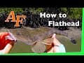 How to Catch Flathead on soft plastics mostly Dusky Flathead Fishing Video EP.220