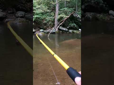 How to Catch Trout on Spinners