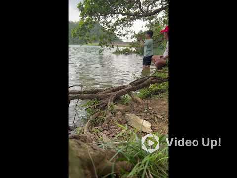 Casting hampala with loach fish at shing mun