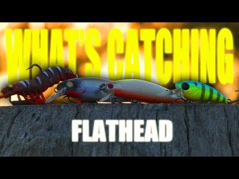 WHAT&#39;S CATCHING! The BEST Flathead Lures! - Central Queensland - Edition .2