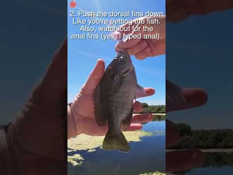 How to take a fish (bluegill or any panfish) off the hook 🐟