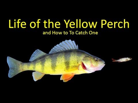 Life of the Yellow Perch and How to Fish for Perch