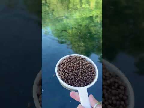 Feeding a Pond Full of Fish || ViralHog
