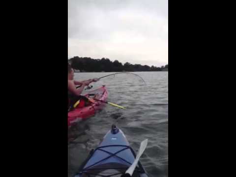 37&quot; striped bass caught from the kayak in Beverly, MA. Went for a nice ride!