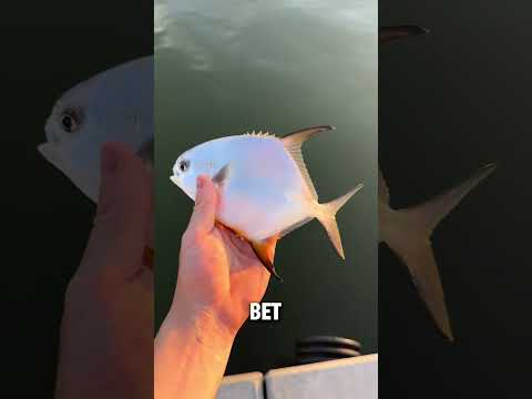 You think you know the species? #pompano #permit #baitfishing #florida #landbased