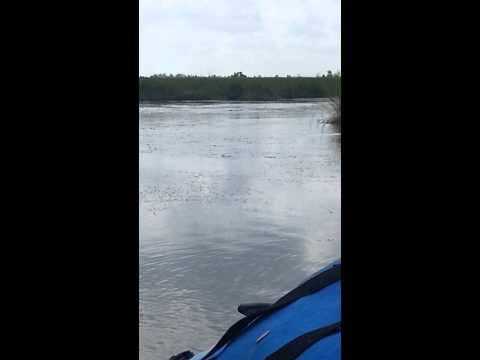 Lake Hermitage monsters