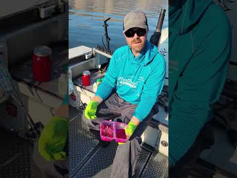 Rigging and Baiting For Sockeye Salmon on the Columbia River at Brewster.
