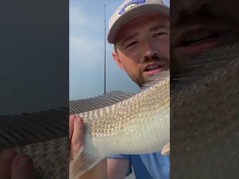 best bait/rig to catch red drum