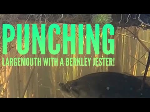 Punching Largemouth with a Berkley Jester! #shorts