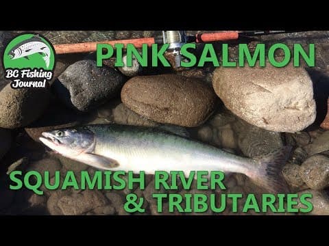 Pink Salmon Fishing in the Squamish River &amp; Tributaries