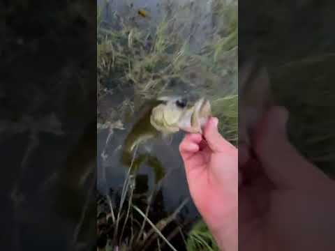 best bass eat?