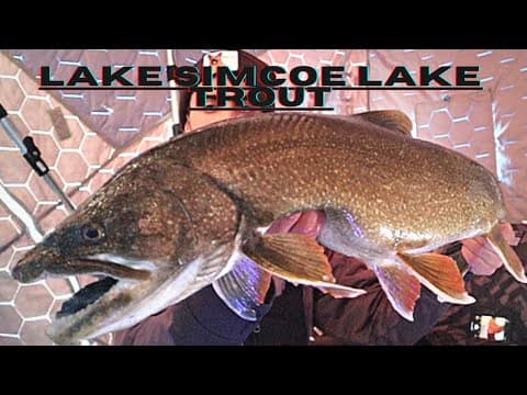 BIG Lake Trout on Lake Simcoe