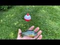 Using LIVE Bluegill Under a Bobber to Catch BASS (Effective!)