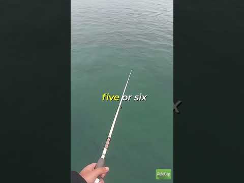 How to catch squid!!