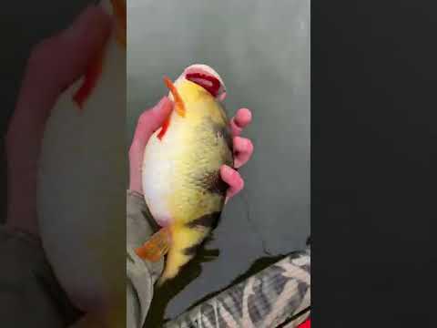 These perch are built different 👀🐽 #jumbo #eggwagon #perch #fishing