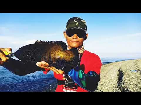 Shimano Panzar ML 6-12 lb. Kerapu pulau Una una
