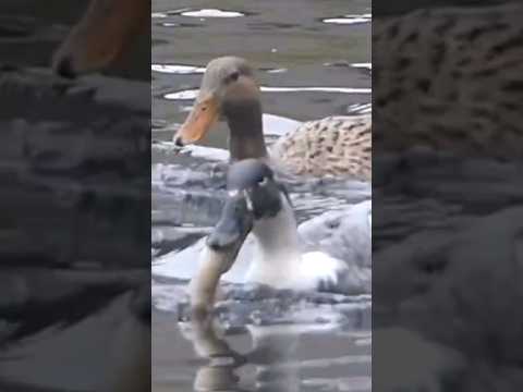 Ente frisst Zander! Beim Angeln ERWISCHT! Crazy fishing 😳🦆