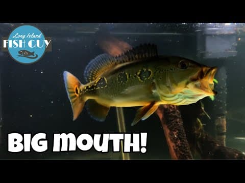 Peacock Bass Care Guide!