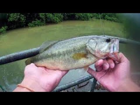 Bass Fishing in Hong Kong