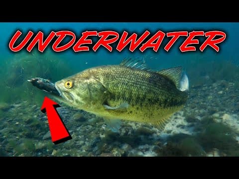 ** UNDERWATER Bass Fishing ** Spring Fishing Tips and Spawning Bass!