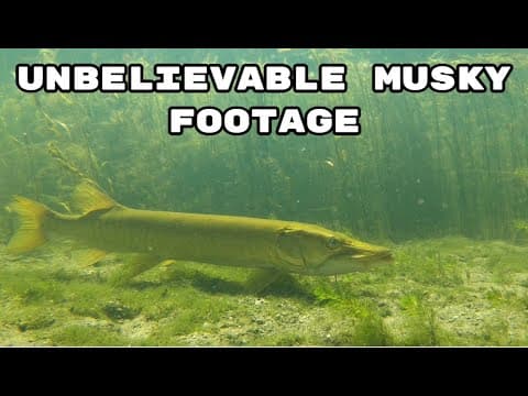 Rare Musky Footage (Crystal Clear Waters)
