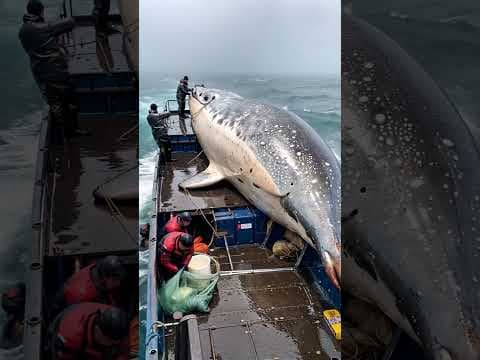 HUGE FISH  caught by brave fishermen🌊🐟