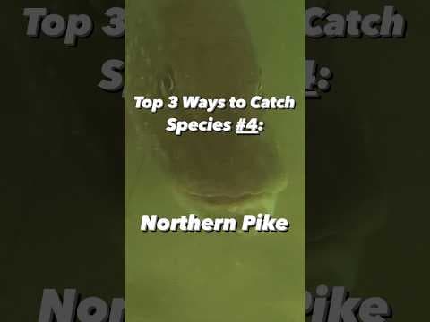 Top 3 Baits to Use Fishing for Northern Pike