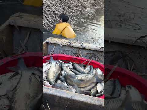 catch grass carp easily in water
