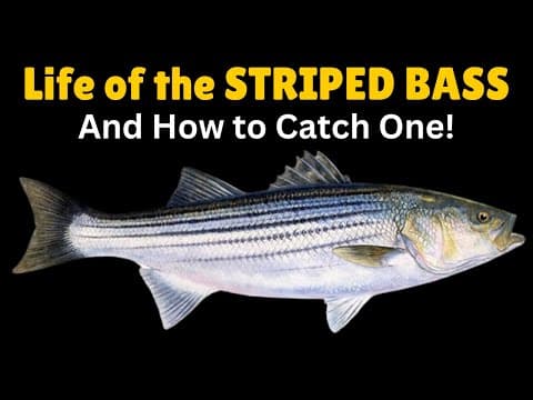 Life of the Striped Bass & How to Catch One!