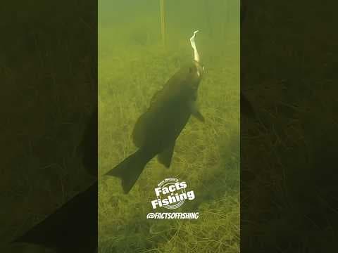 Smallmouth Bass Eats a Curly Tail Grub #shorts