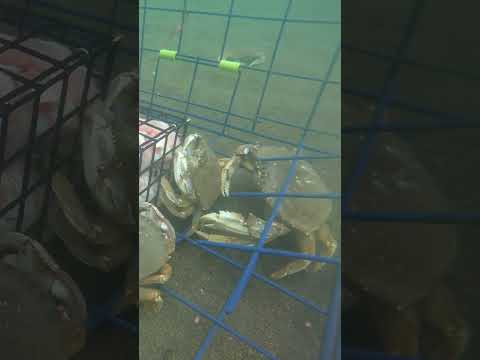 Do Crab Attractants Really Work?